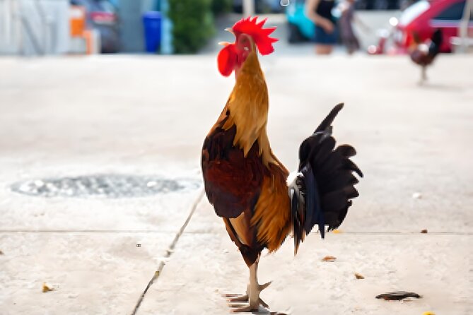 Key West: The Conch Republic Come Alive - Good To Know