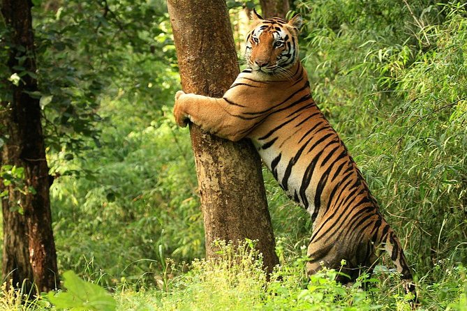 Khajuraho and National Parks 3-Day Private Tour (Feb )