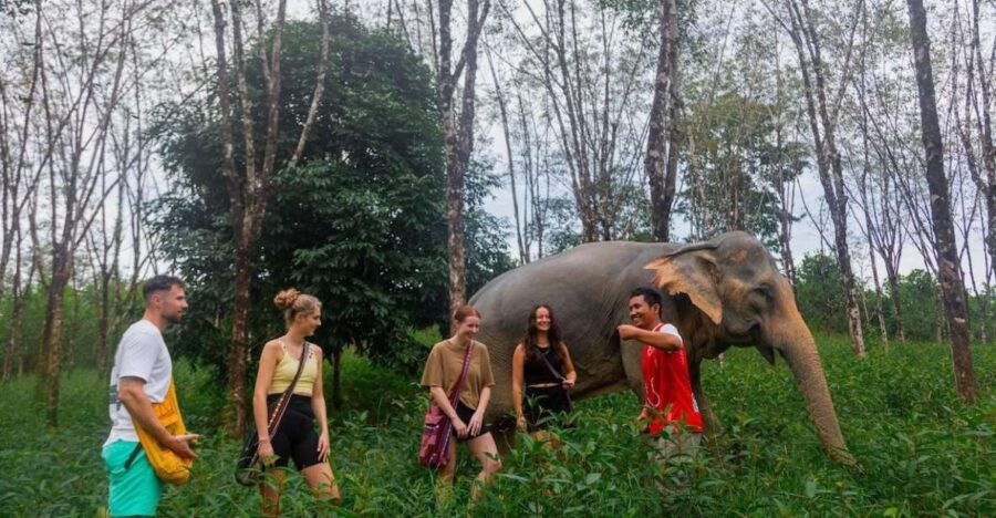Khao Lak: Guided Walk & Feed Elephant Experience With Pickup - Good To Know