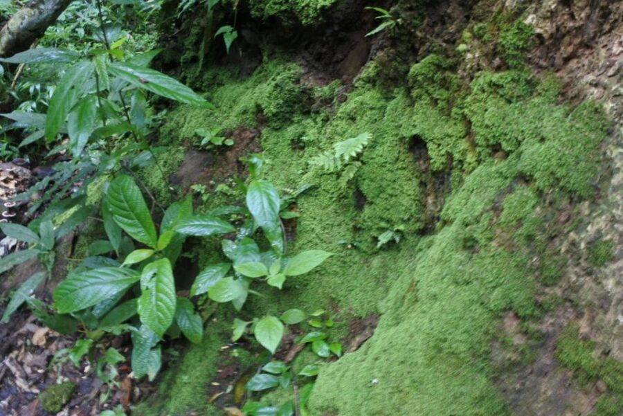 Khao Yai National Park Private Transfer With Optional Trek - Good To Know
