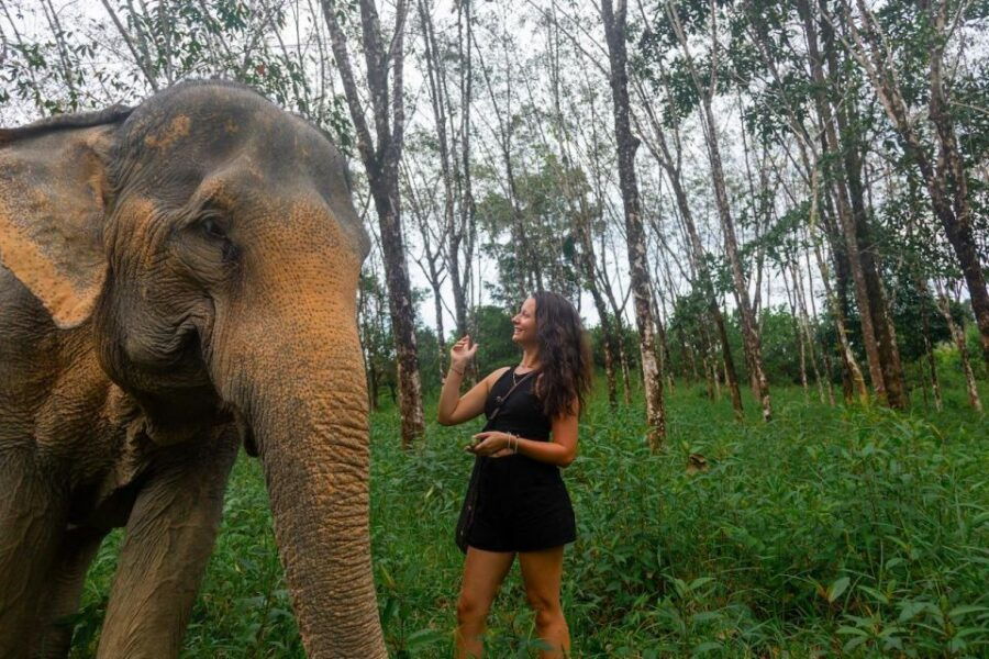 Khaolak: Begin the Day With Elephants - Walk and Feed Tour - Good To Know