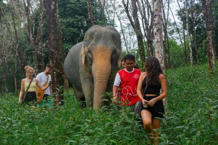 Khaolak: Sunset Elephant Walk With Complimentary Cocktail - Good To Know