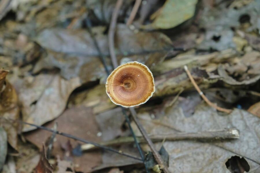 Khaosok Jungle Camping Tour & Khaosok Rain Forest Hiking