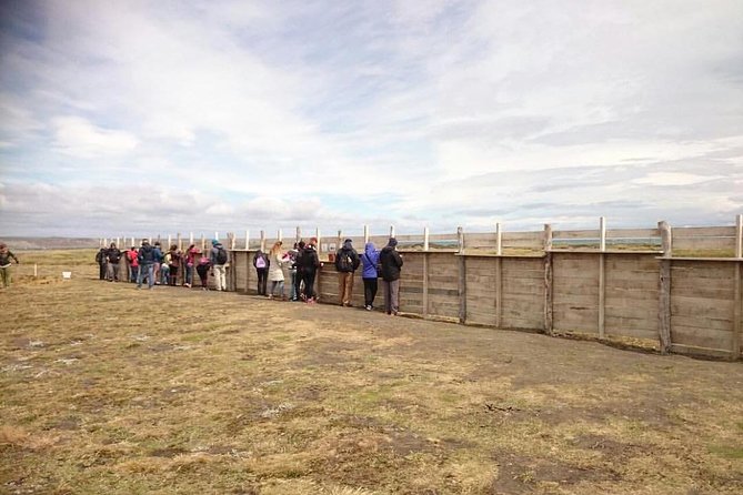 King Penguin – Tierra Del Fuego Island