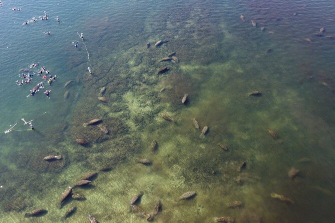 Kings Bay Manatee Watching Cruise - Good To Know
