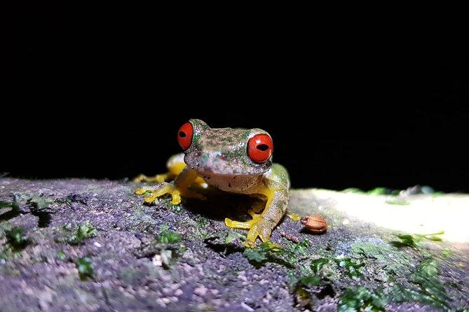 Kinkajou Night Walk Tour