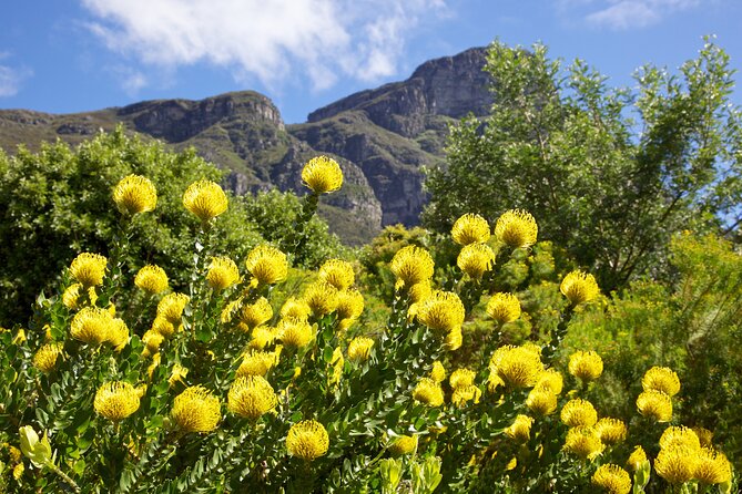 Kirstenbosch Garden, Bo-Kaap-Penguins & Cape of Good Hope Tour - Good To Know