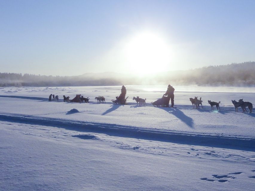 Kiruna: Self-drive Husky Morning Tour