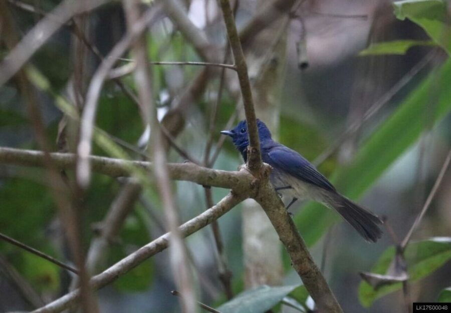 Kitulgala: Private Guided Bird Watching and Trekking Tour
