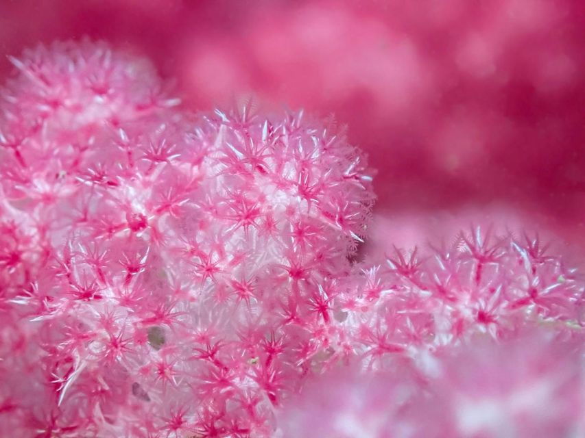 Ko Lanta: Sea Fan Garden & Pink Rock, New Unseen Thailand - Good To Know