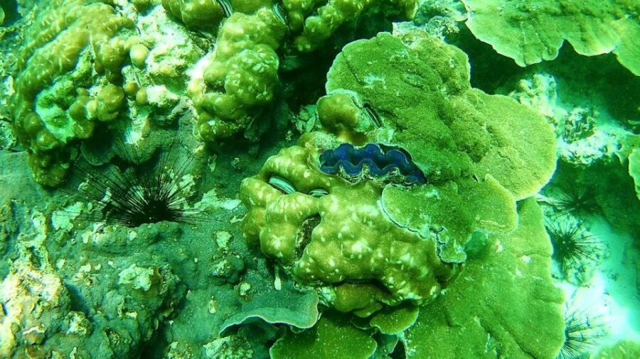 Ko Lipe: Inside & Outside Zone Snorkeling Trip