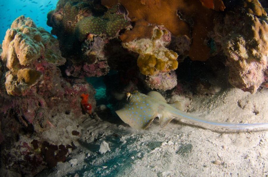2 Best Scuba Diving Experiences In Ko Rang