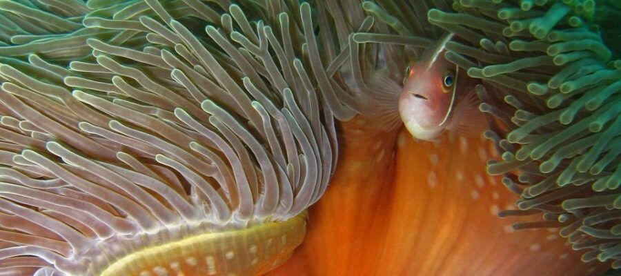 Koh Chang: Discover Scuba Diving for Beginners With 2 Dives