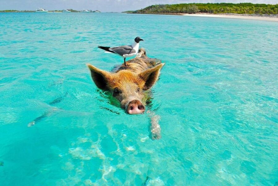 Koh Madsum ( Pig Island ) & Koh Tan by Longtail Boat