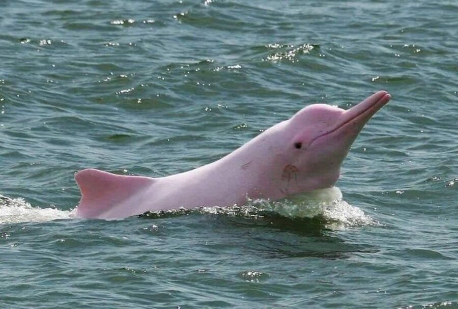 Koh Samui: Pink Dolphin Spotting & Pig Island Speedboat Tour - Good To Know