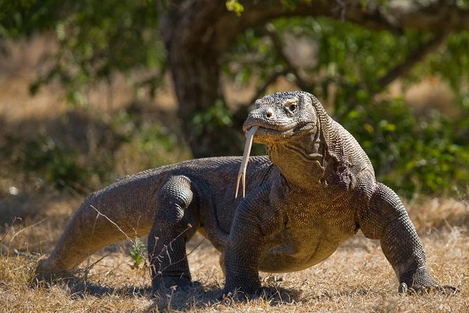 Komodo Island Adventure From Bali (Day Trip) - Good To Know