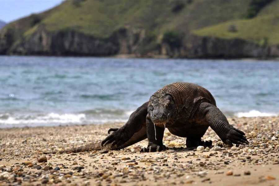 Komodo Island: Private 3-Day Tour With Boat & Hotel Stay - Good To Know