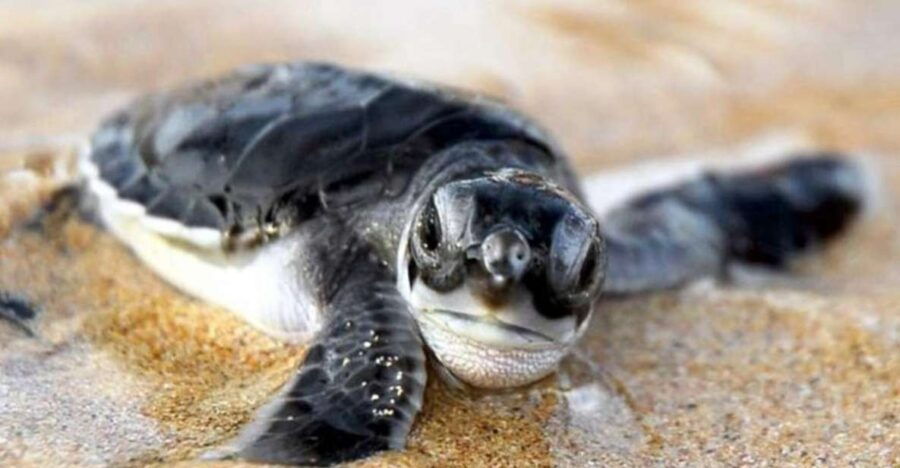 Kosgoda: Turtle Hatchery & Short South Coast Trip