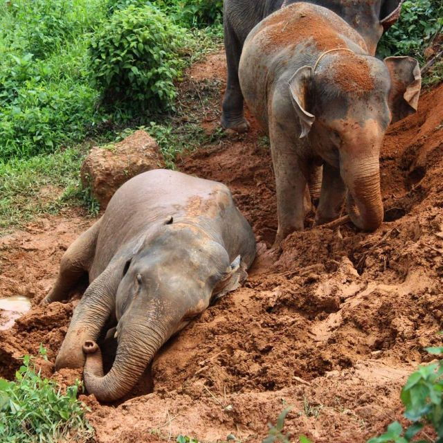 Krabi: Ethical Elephant Sanctuary Experience