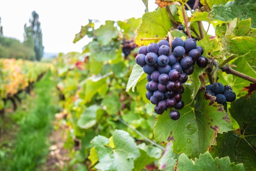 Krakow Wine Tasting Private Tour With Wine Expert