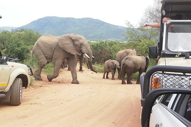 Kruger National Park 3 Days 2 Nights Classic Safari From Johannesburg Private