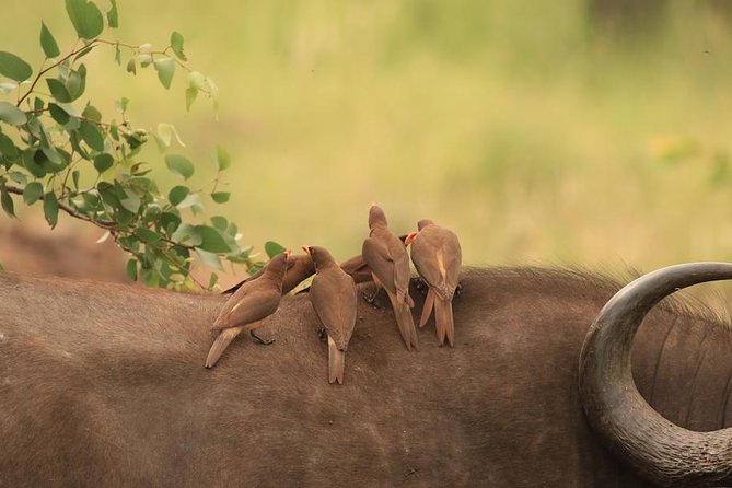 Kruger National Park Afternoon Sunset Safari Tour
