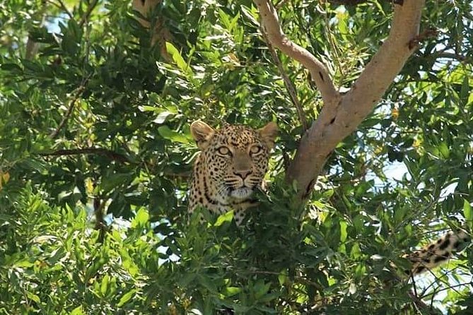 Kruger National Park Big Cat Photography Tour