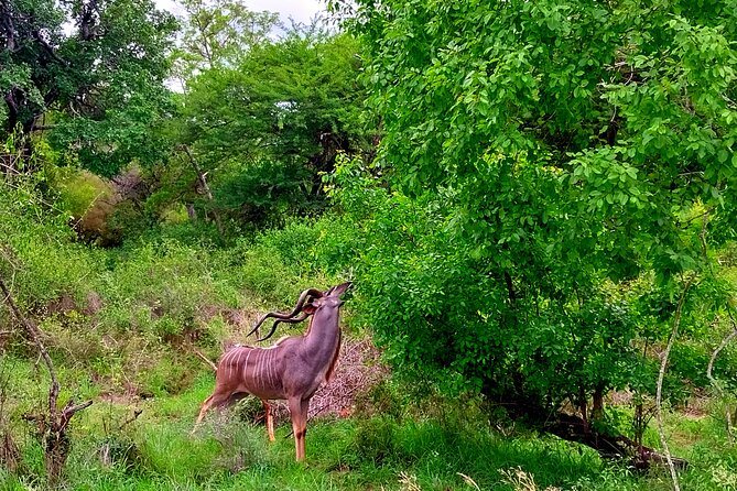 Kruger National Park Full Day Guided Tour