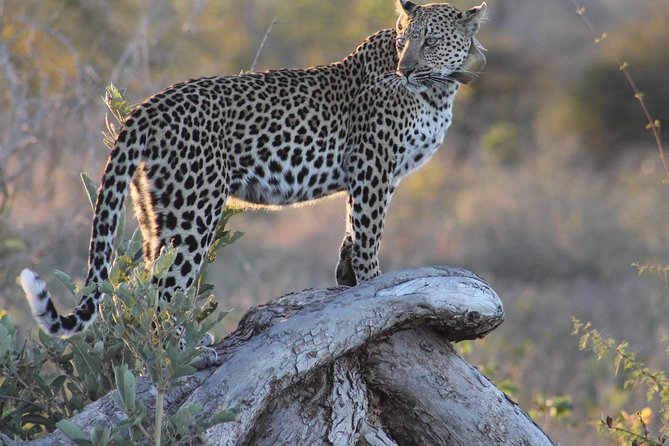Kruger National Park Full-Day Private Safari Tour With Lunch  – Johannesburg