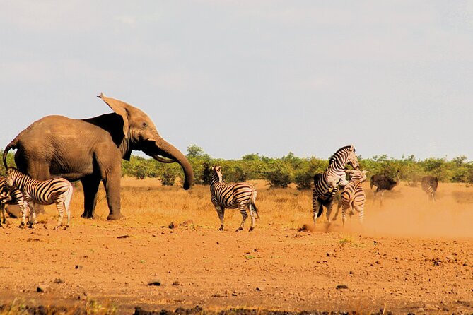 Kruger National Park Full Day Safari Tour From Hazyview (Kbfd01)