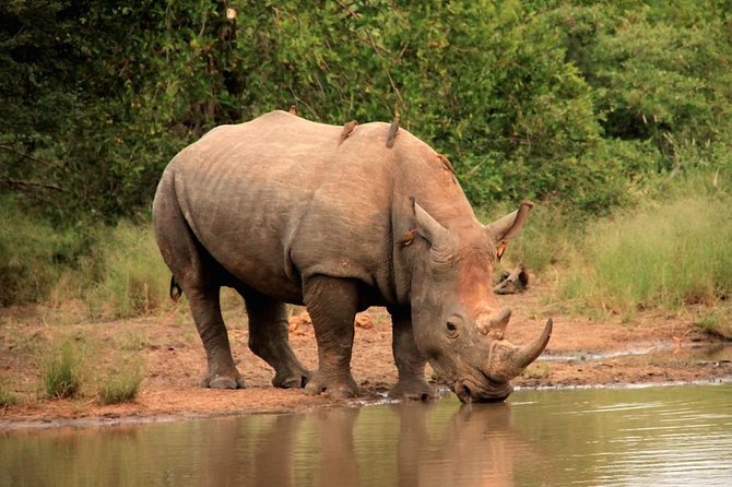 Kruger National Park Full Day Safari Tour - Tour Details