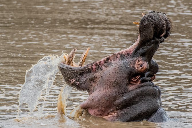 Kruger National Park L Private Afternoon Safari From Hazyview