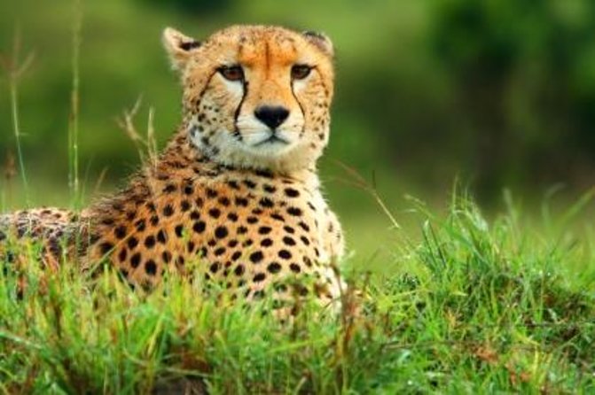 Kruger National Park Overnight Guided Safari Tour From Johannesburg