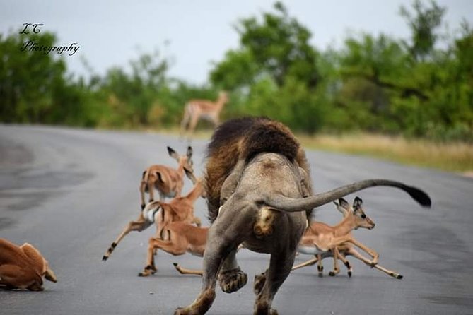 Kruger National Park Overnight Safari 3 Days/2 Night - Good To Know