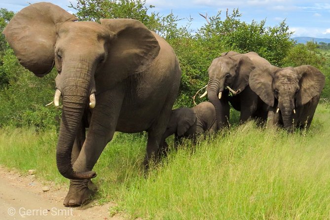 5 Best Safari Tours In Skukuza