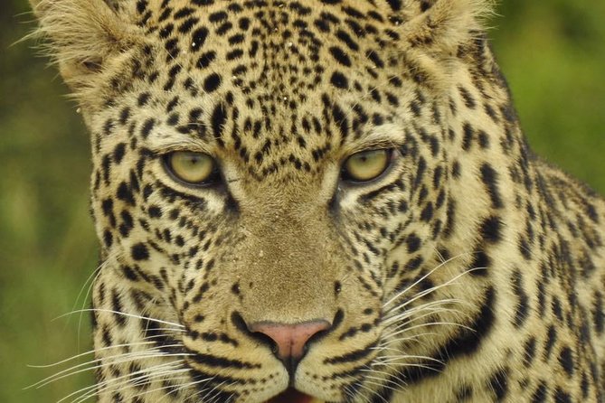 Kruger Park Safari & Panorama Combo (Min. 2 Pax)