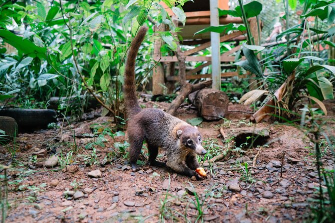 KSTR Re-Wilding Center Manuel Antonio (Sloth/Primate Park)