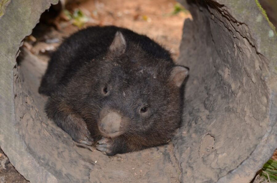 Kuranda: Koalas, Birds and Butterflies Experience