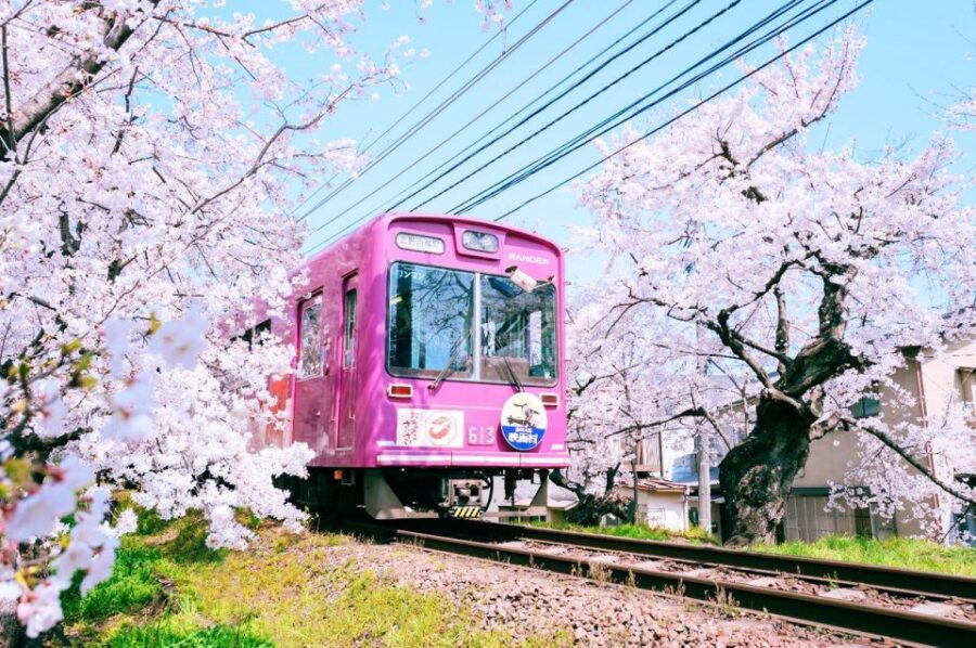 Kyoto Highlights Cherry Blossom Viewing, Sakura 1-Day Tour