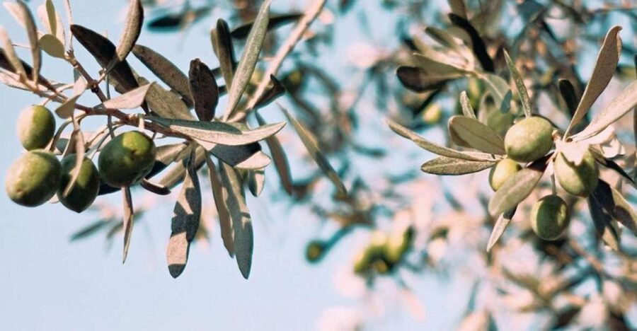 La Cañada: Guided Tour With Oil Tasting & Typical Breakfast - Good To Know