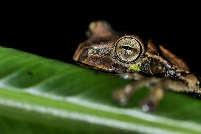 La Fortuna Best Frogs and Wildlife Night Tour