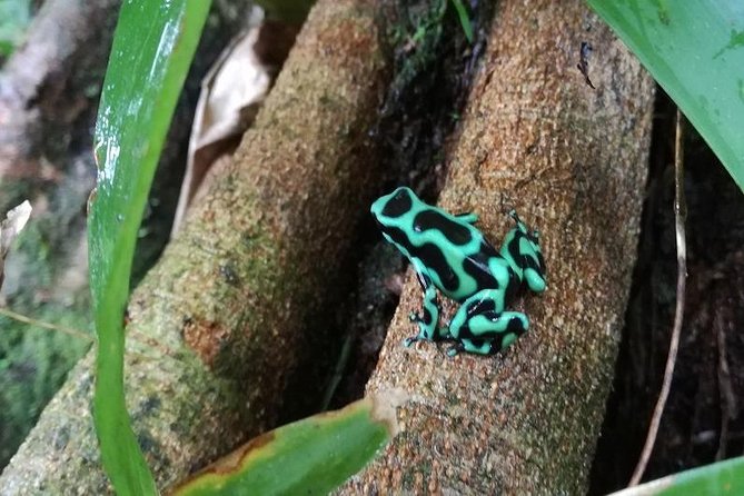 La Fortuna De San Carlos Night Tour