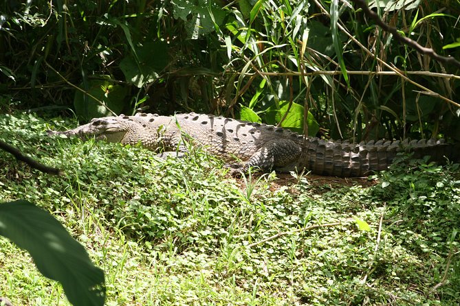 20 Best Safari Tours In La Fortuna