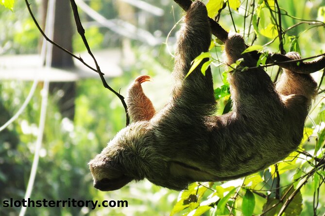La Fortuna Sloth Tour