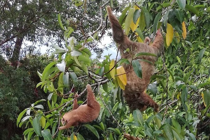 La Fortuna Small-Group Sloths and Birds Tour