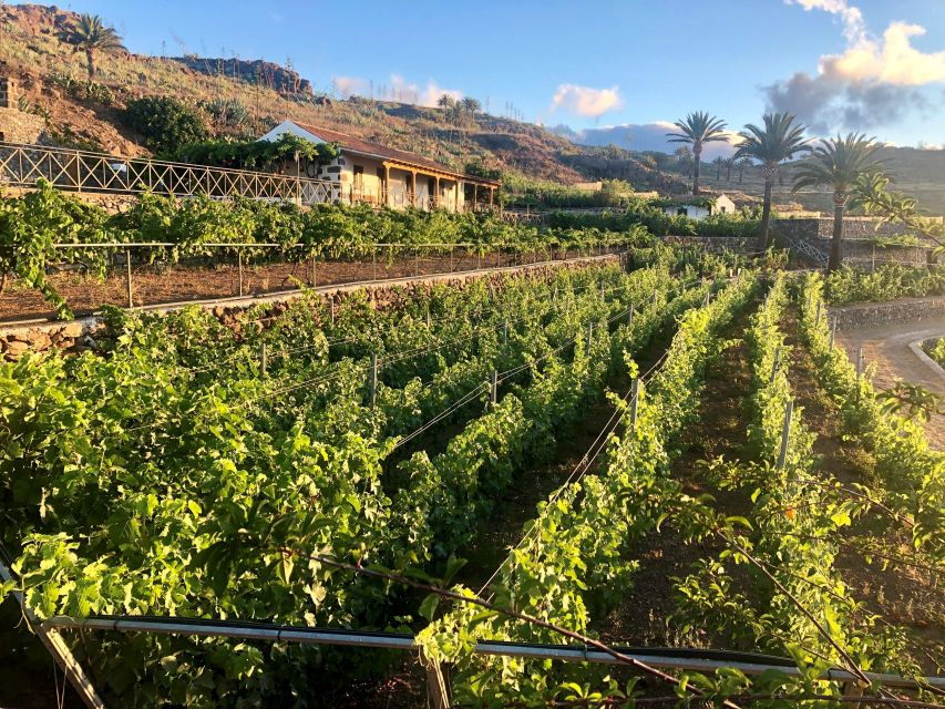 La Gomera: Winery Visit and Tasting Tour