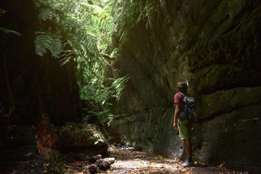 La Palma: Cubo De La Galga (Trekking Tour) - Tour Overview