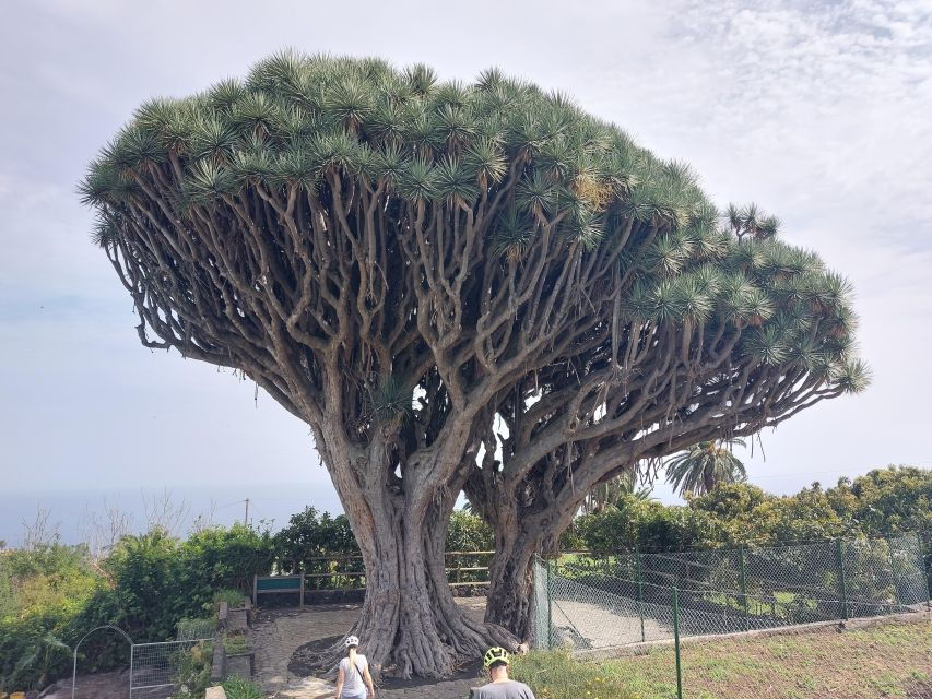 La Palma: Discover the "Isla Bonita" With Electric Bike