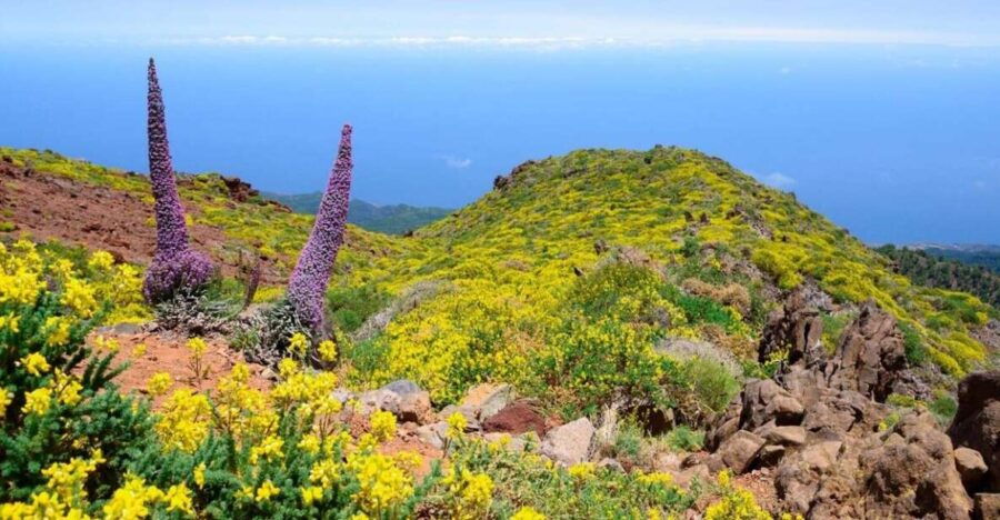La Palma: Guided Trekking Tour to El Roque De Los Muchachos - Good To Know