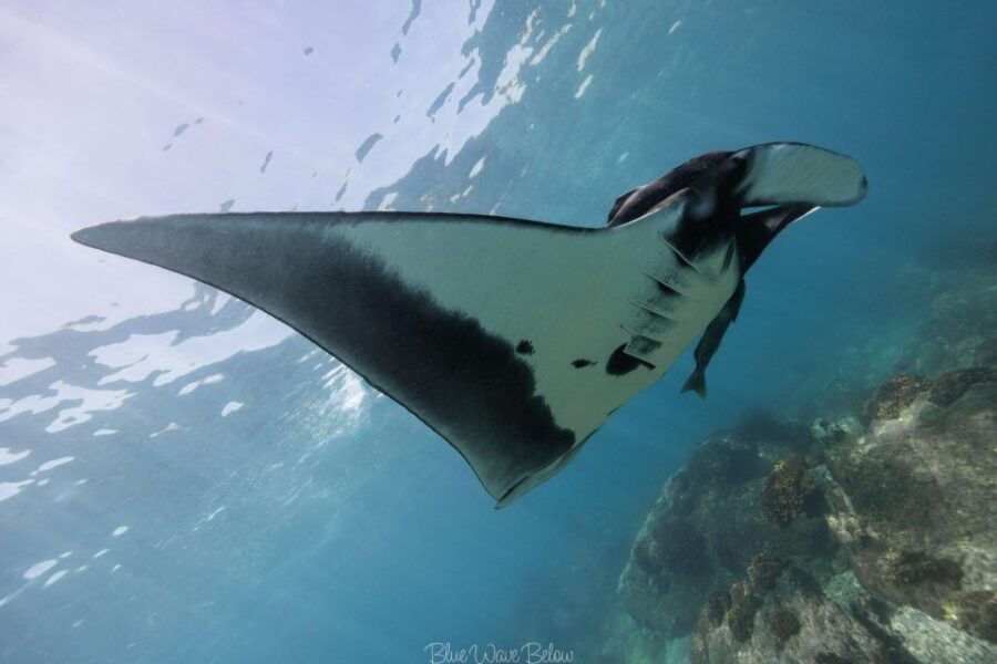 La Paz: Manta Ray Dive at La Reina